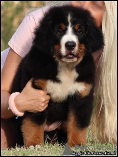 Foto №4. Ich werde verkaufen berner sennenhund in der Stadt Belgrad. züchter - preis - verhandelt