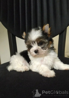 Foto №2 zu Ankündigung № 159181 zu verkaufen biewer terrier - einkaufen Türkei züchter