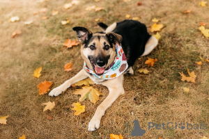 Foto №4. Ich werde verkaufen mischlingshund in der Stadt Moskwa.  - preis - Frei