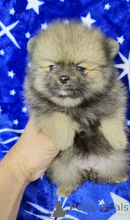 Foto №2 zu Ankündigung № 138546 zu verkaufen  - einkaufen Serbien 