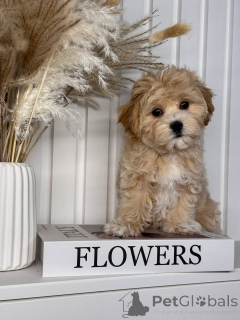 Foto №4. Ich werde verkaufen maltipu in der Stadt Ilili. quotient 	ankündigung, vom kindergarten, aus dem tierheim, züchter - preis - verhandelt