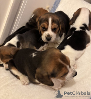 Foto №3. Prachtige Familie Gefokte Beagle-Puppys. Belgien