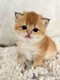 Foto №3. Charmante schottische Knicks für die Reservierung. Frankreich