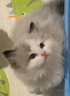 Foto №2 zu Ankündigung № 151111 zu verkaufen ragdoll-katze - einkaufen Neuseeland züchter