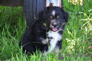 Foto №1. australian shepherd - zum Verkauf in der Stadt Freiburg | 900€ | Ankündigung № 150666