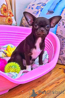 Foto №3. Schokoladen-Chihuahua-Mädchen G/S Zweimal geimpft. Zähne 6x6. Biss ist normal.. Weißrussland