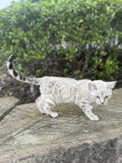 Foto №1. bengal katzenrasse - zum Verkauf in der Stadt Leeds | 750€ | Ankündigung № 155421