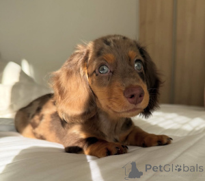 Foto №3. szczenięta jamnika do adopcji. Polen