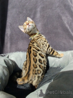 Foto №1. bengal katzenrasse - zum Verkauf in der Stadt Lüttich | Frei | Ankündigung № 178142
