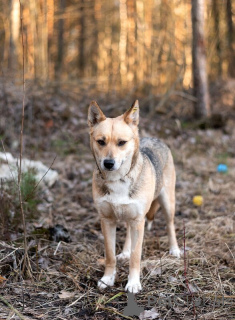 Foto №2 zu Ankündigung № 138986 zu verkaufen mischlingshund - einkaufen Russische Föderation 