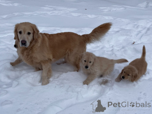 Foto №3. Gut sozialisierte Golden Retriever-Welpen mit tollem Temperament und liebevollem. Belgien