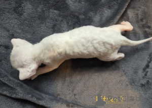 Foto №4. Ich werde verkaufen devon rex in der Stadt Berlenlen. züchter - preis - 900€