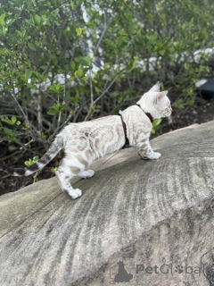 Foto №1. bengal katzenrasse - zum Verkauf in der Stadt Glasgow | 750€ | Ankündigung № 155417