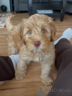Foto №2 zu Ankündigung № 169008 zu verkaufen labradoodle - einkaufen Deutschland züchter