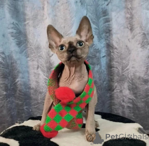 Foto №1. sphynx-katze - zum Verkauf in der Stadt Jesteburg | 350€ | Ankündigung № 177655