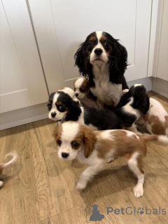Foto №2 zu Ankündigung № 169789 zu verkaufen cavalier king charles spaniel - einkaufen Schweden 