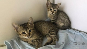 Foto №3. Ägyptische Mau Kätzchen verfügbar. Deutschland