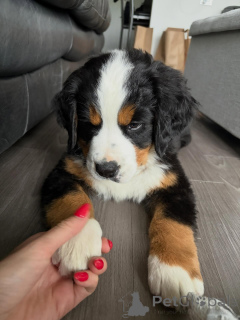 Foto №3. Wunderschöne Berner Sennenhundewelpen bereit für ein liebevolles Zuhause. Deutschland