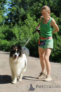 Foto №4. Ich werde verkaufen  in der Stadt Balashikha. aus dem tierheim - preis - Frei