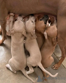 Foto №2 zu Ankündigung № 139074 zu verkaufen italienisches windspiel - einkaufen Deutschland quotient 	ankündigung, züchter