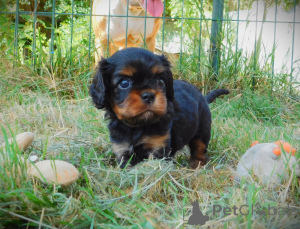 Foto №4. Ich werde verkaufen cavalier king charles spaniel in der Stadt Arrondissement de Paris.  - preis - Frei