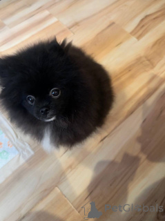 Foto №3. Pommerianischer Spitz (Junge). Weißrussland