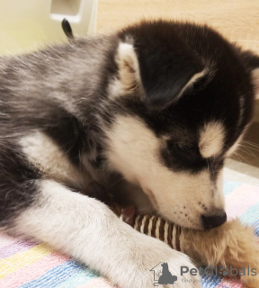 Foto №3. Husky-Kinder. Lettland