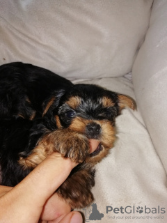 Foto №3. Yorkie-Babyface-Welpen. Litauen