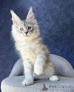 Foto №1. maine-coon-katze - zum Verkauf in der Stadt Berlin | verhandelt | Ankündigung № 169877