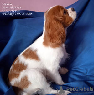 Foto №3. Cavalier King Charles Spaniel. Russische Föderation