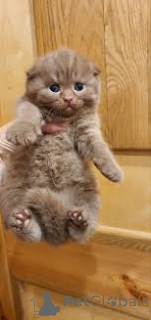 Foto №3. Chatons Scottish Fold zu verkaufen. Belgien