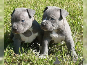 Foto №1. american pit bull terrier - zum Verkauf in der Stadt Hammelburg | 450€ | Ankündigung № 169475
