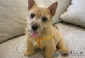 Foto №2 zu Ankündigung № 126984 zu verkaufen norwich terrier - einkaufen Deutschland quotient 	ankündigung