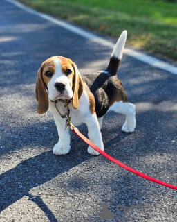 Zusätzliche Fotos: Fantastischer Wurf Beagle-Welpen