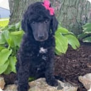 Foto №3. Rosebud. USA