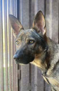 Foto №2 zu Ankündigung № 128715 zu verkaufen mischlingshund - einkaufen Russische Föderation 