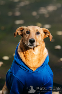 Foto №3. Chester sucht ein Zuhause. Russische Föderation