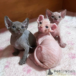 Foto №1. sphynx-katze - zum Verkauf in der Stadt Brüssel | 250€ | Ankündigung № 120725