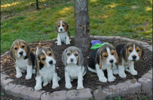 Foto №1. beagle - zum Verkauf in der Stadt Sydney | 425€ | Ankündigung № 131250