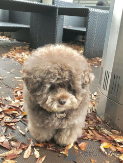 Foto №4. Ich werde verkaufen pudel (toy) in der Stadt Hanko. quotient 	ankündigung - preis - verhandelt