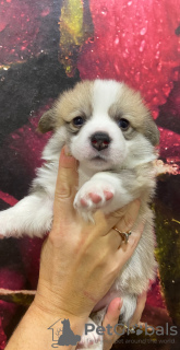 Foto №4. Ich werde verkaufen mischlingshund in der Stadt Saratov. quotient 	ankündigung - preis - verhandelt