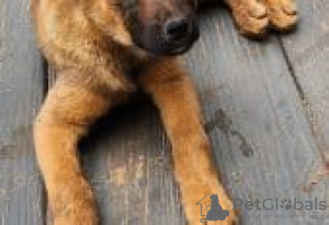 Foto №2 zu Ankündigung № 126900 zu verkaufen malinois - einkaufen Deutschland quotient 	ankündigung