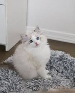 Foto №2 zu Ankündigung № 160779 zu verkaufen ragdoll-katze - einkaufen Niederlande züchter