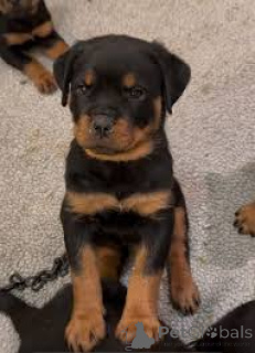 Foto №4. Ich werde verkaufen rottweiler in der Stadt Manchester. quotient 	ankündigung, züchter - preis - 1000€