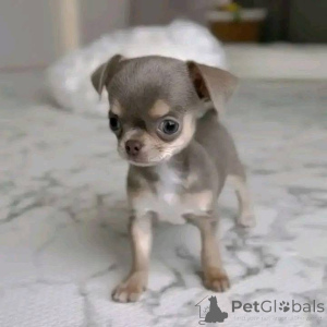 Foto №1.  - zum Verkauf in der Stadt Austkhoizer | 484€ | Ankündigung № 161127