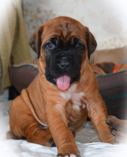 Foto №2 zu Ankündigung № 1890 zu verkaufen tosa - einkaufen Ukraine vom kindergarten