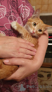 Foto №3. Die wunderschöne rote Katze Zlata ist in guten Händen. Russische Föderation