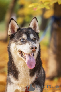 Foto №4. Ich werde verkaufen siberian husky in der Stadt Москва. aus dem tierheim - preis - Frei