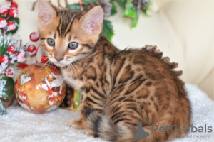 Foto №3. Wunderschöne Bengal Kitten abzugeben!. Weißrussland