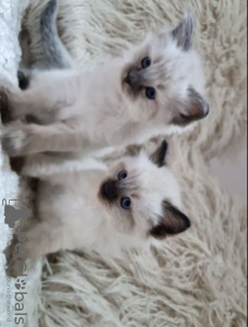 Foto №2 zu Ankündigung № 95080 zu verkaufen ragdoll-katze - einkaufen Deutschland züchter